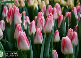 Tulipa Pulitzer (2)